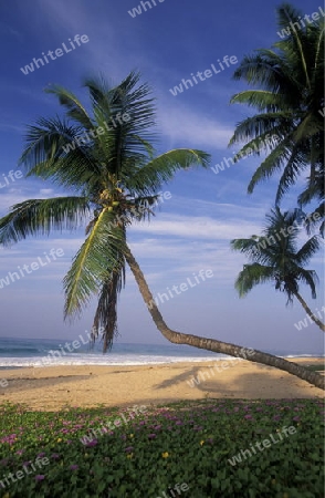 Asien, Indischer Ozean, Sri Lanka,
Ein Traumstrand beim Kuestendorf Hikkaduwa an der Suedwestkueste von Sri Lanka. (URS FLUEELER)






