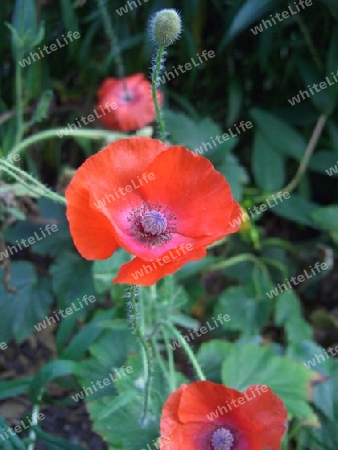 Mohn