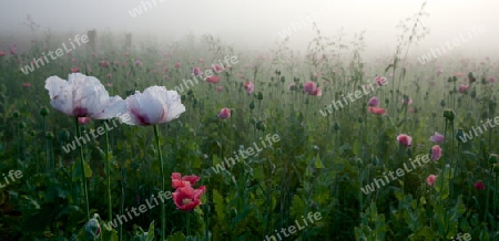 Wolken im Mohnfeld