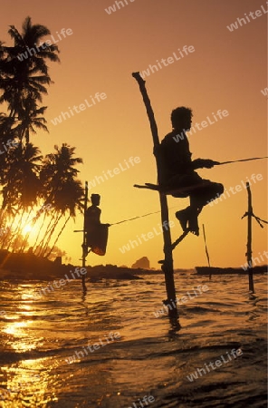 Asien, Indischer Ozean, Sri Lanka,
Traditionelle Fischer sogenannte Stelzenfischer beim Fischen in der naehe des Kuestendorf Ahangama an der Suedkueste von Sri Lanka. (URS FLUEELER)






