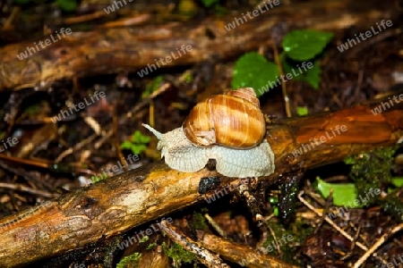 Die Weinbergschnecke (Helix pomatia)