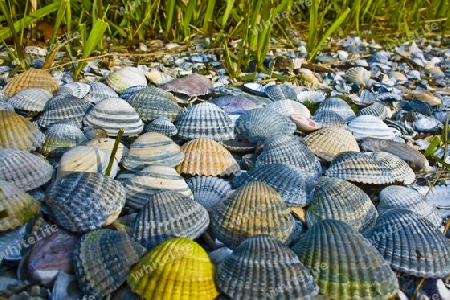 Muscheln Strand Urlaub