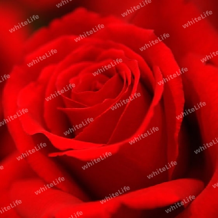 One Red rose