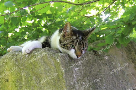 Faulenzen im Garten