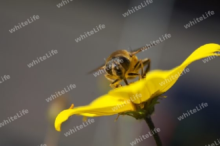 Honeybee / Honigbiene