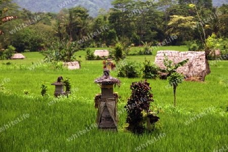 Asien, Suedost, Indonesien, Bali, Insel, Zentral Bali, Tegalalang, Reisterrassen, Wirtschaft, Landwirtschaft, Landschaft,   (Urs Flueeler) 