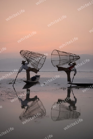 Fishermen at sunrise in the Landscape on the Inle Lake in the Shan State in the east of Myanmar in Southeastasia.