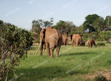 Elefanten, Elefant, Herde, Familie, im, Tsavo, Ost, Wildreservat, Kenya, Kenia, Grasland, Weiden