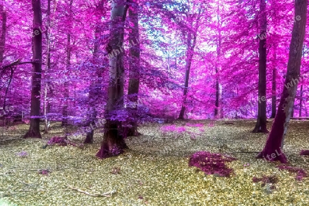 Beautiful pink and purple infrared panorama of a countryside landscape with a blue sky.