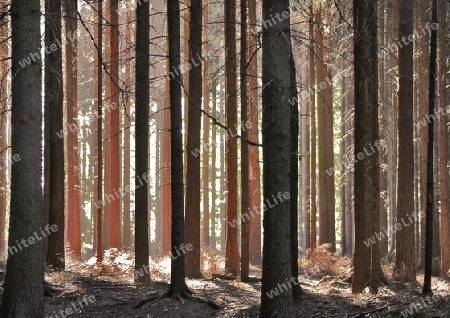 Wald im Herbst