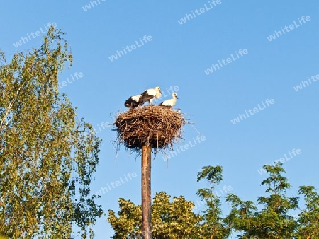 junge Wei?st?rche im Nest