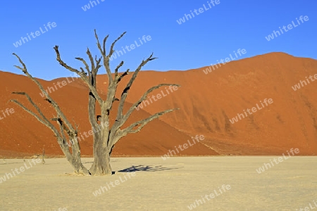 Kameldornb?ume (Acacia erioloba), auch Kameldorn oder Kameldornakazie im letzten Abendlicht,  Namib Naukluft Nationalpark, Deadvlei, Dead Vlei, Sossusvlei, Namibia, Afrika