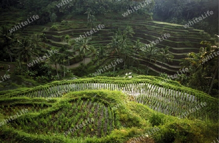 Die Reisfelder in Zentral Bali bei Tegalalang noerdlich von Ubud auf der Insel Bali in Indonesien.