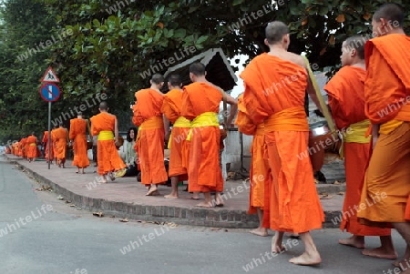 Moenche am fruehen Morgen beim einsammeln von Reis in der Altstadt von Luang Prabang in Zentrallaos von Laos in Suedostasien. 