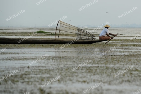 Fishermen at sunrise in the Landscape on the Inle Lake in the Shan State in the east of Myanmar in Southeastasia.