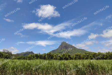 Zuckerrohrfeld, Mauritius