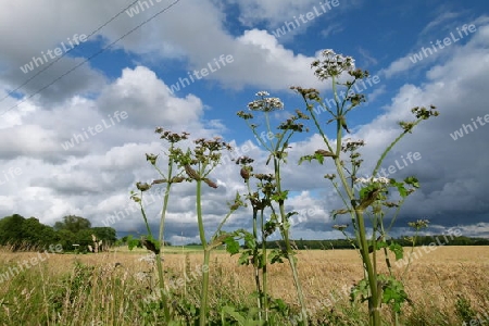 Sommerhimmel