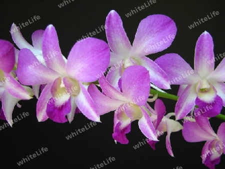 Orchidee