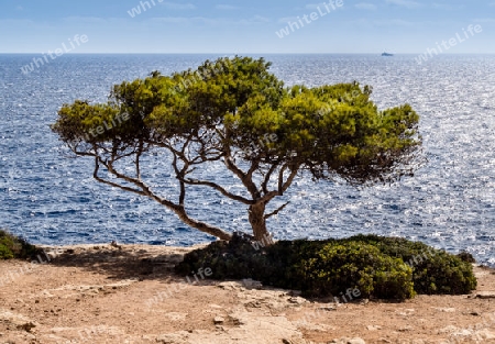 Mallorca. Kiefer bei Cala Pi