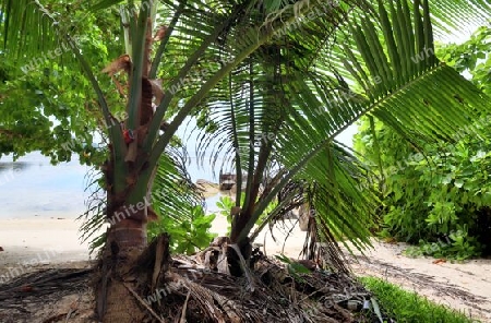 Beautiful palm trees at the beach on the tropical paradise islands Seychelles