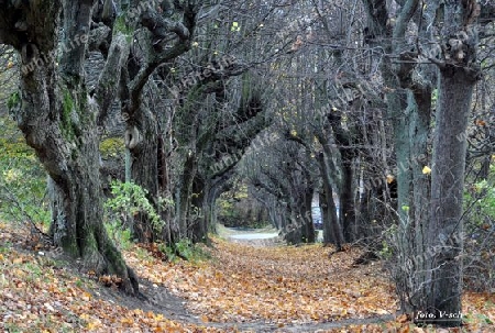 Die herbstliche Allee