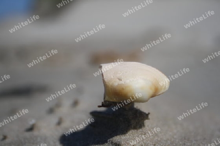 Muschel auf einem durch den Wind geformten Sandh?ufchen