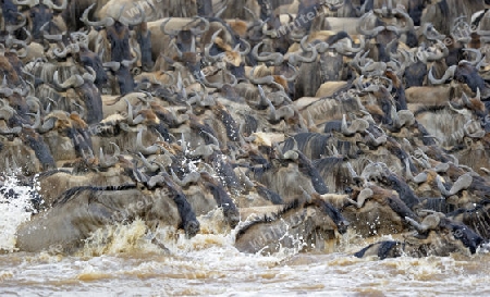 Gnu, Streifengnu, Weissbartgnu (Connochaetes taurinus), Gnumigration, Gnus beim durchqueren des Mara River, Masai Mara, Kenia