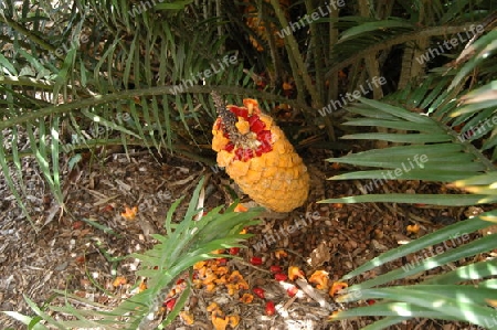 Palmfarn, Fruchtstand - Cycas revoluta