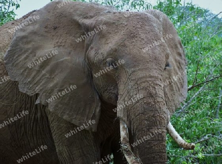 Elefantenbulle, Elefant, in, Tsavo, Ost, Kenya, Kenia, Afrika