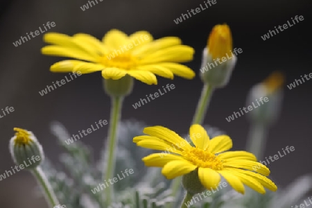 Kammfoermiger Euryops (Euryops pectinatus) S?dafrika