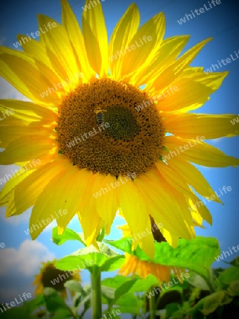 Sonnenblume