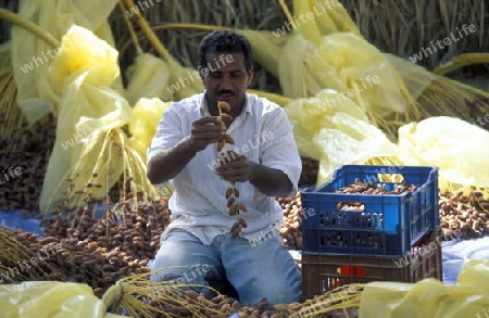 Eine Dattel Plantage in der Oase von Douz im Sueden von Tunesien in Nordafrika.  