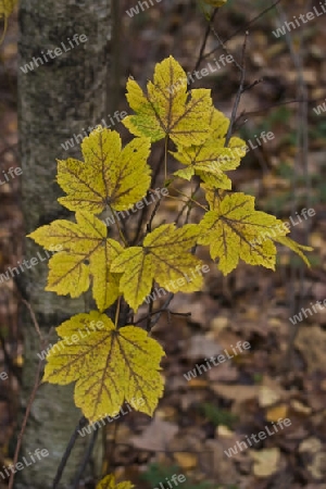 Ahorn im Herbst