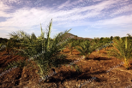 Eine Palmoil Plantage im Si Satchanalai-Chaliang Historical Park rund 50 Km von Sukhothai in der Provinz Sukhothai im Norden von Thailand in Suedostasien.