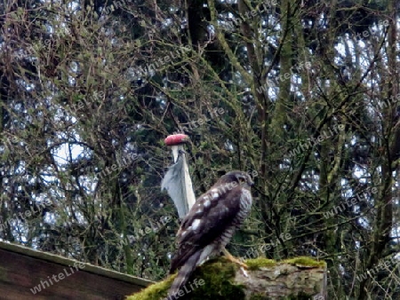 Greifvogel auf einem Baum