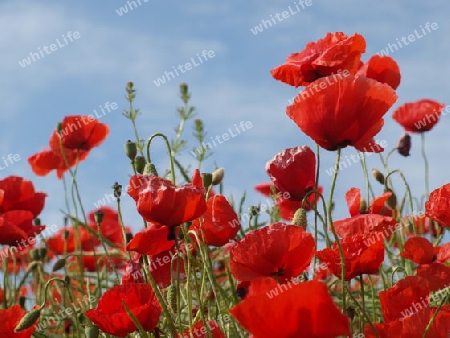 Mohn