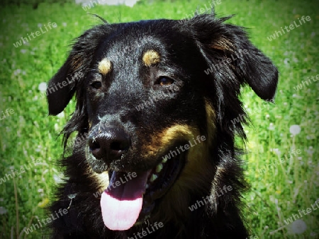 Bernersennen, Mischling, Hund, R?de