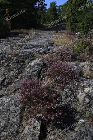 Wald in S?dschweden