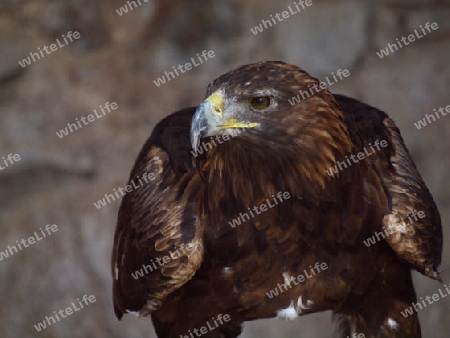 startbereiter Steinadler