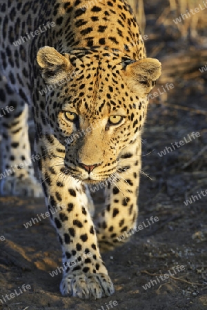 Leopard (Panthera pardus) streift durch sein Revier am Morgen, Khomas Region, Namibia, Afrika