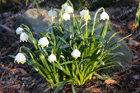 M?rzenbecher, Fr?hlingsknotenblume