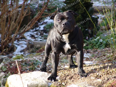 Staffordshire Bullterrier