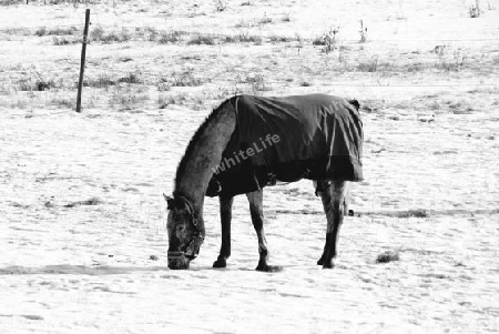 Die K?ltewelle hat auch die Pferde erwischt - The cold wave has even caught the horses