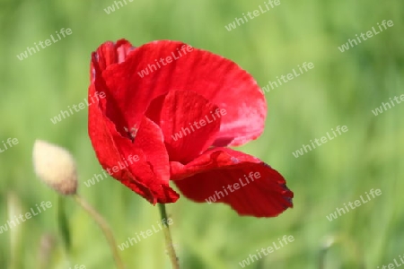 Mohn