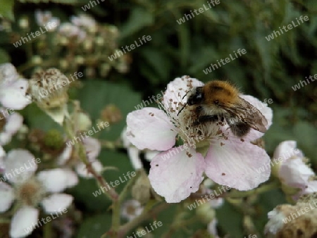 Brombeerblüte VI und Ackerhummel