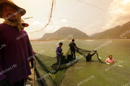 Eine Crevetten Zucht in der Landschaft des Khao Sam Roi Yot Nationalpark am Golf von Thailand im Suedwesten von Thailand in Suedostasien. 