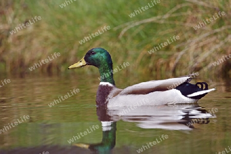 Stockente, Erpel (Anas platyrhynchos) , Niedersachsen, Deutschland