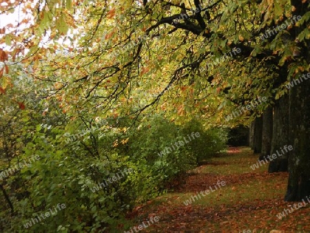 Herbststimmung