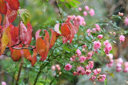 Rosen ,Herbstlaub