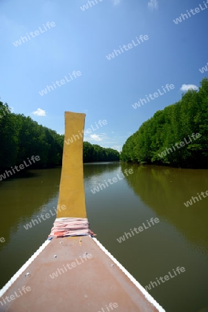 The mangroves at a lagoon near the City of Krabi on the Andaman Sea in the south of Thailand. 